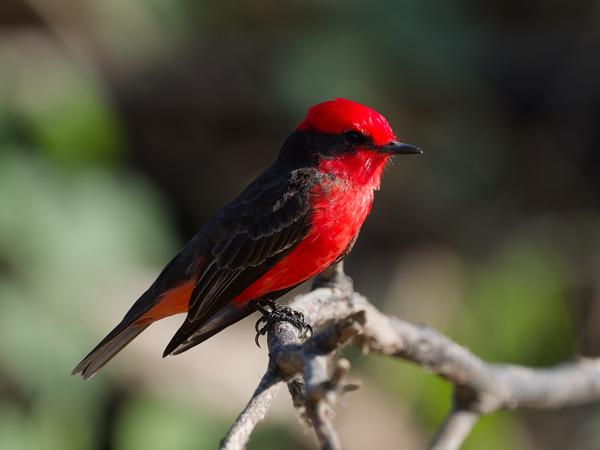Scharlaken tiran (Pyrocephalus rubinus)